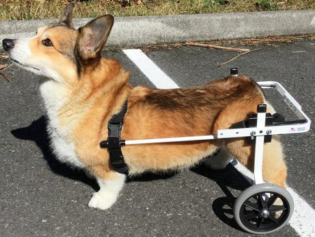 K9-Carts-dog-wheelchairs