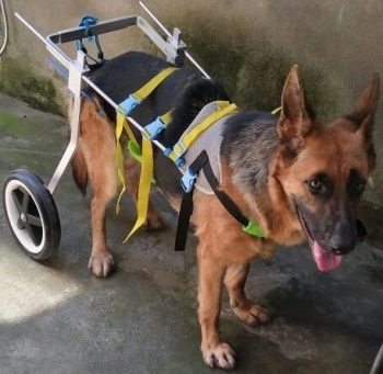 Newlife-Mobility-dog-wheelchairs