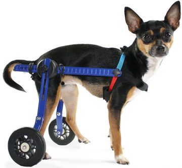 Walkin'-Wheels-dog-wheelchairs